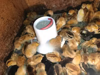 Chickens — photo 1
