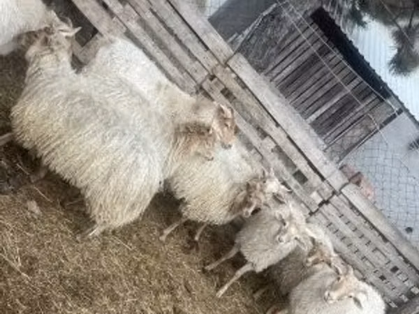 Kondoo jike, Racka sheep