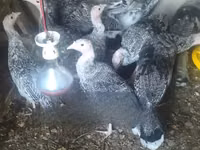 Turkeys — Foto 1