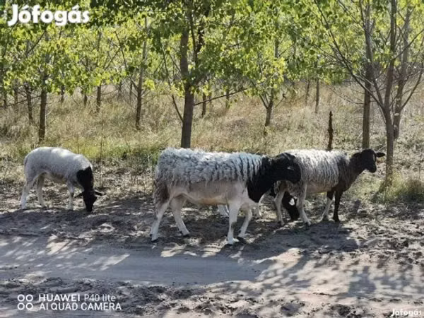 Kondoo jike, Dorper sheep