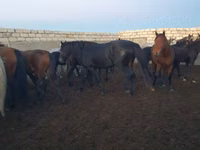 Hengst, Kushum Horse — Foto 7