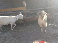 عنزة, Alpine goat — الصورة 5