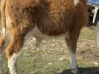 Bull, Simmental cattle — photo 6