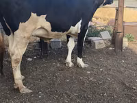 Ng'ombe jike, Russian Black pied cattle — picha 8