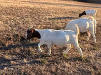 Billy Goat, Boer goat — photo 1