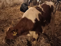 Ng'ombe dume, Simmental cattle — picha 2