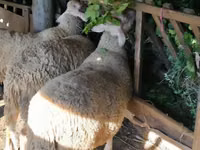 Dume la kondoo, Baerchuke sheep — picha 3