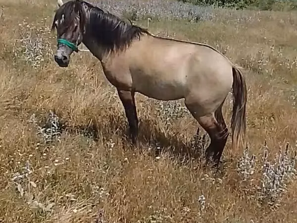 Hengst, Standardbred