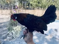 Chickens — photo 6