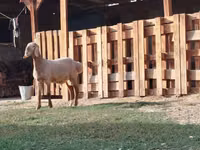 公羊, Rhon sheep — 照片 3