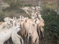 Cabras (lote, sexo no especificado), Somali goats — foto 2