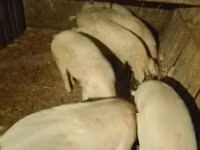Eber, Schweine — Foto 1
