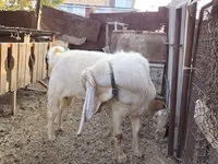 Mbuzi dume, Gulabi goats — picha 1