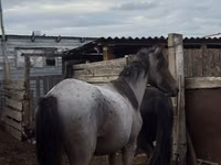 Farasi dume, Kustanai horse — picha 1