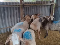 Widder, Rhon sheep — Foto 1