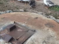 Geese — Foto 3
