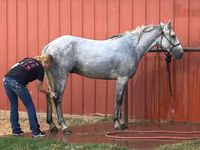 Farasi dume, Tennessee Walking Horse — picha 3
