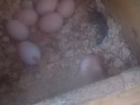 Chickens — 照片 1
