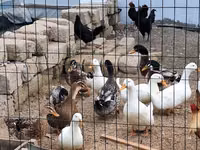 German Pekin — photo 3