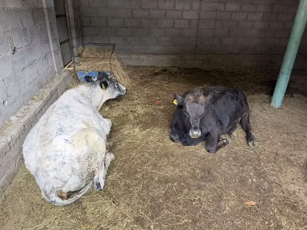 Ng'ombe jike, Swiss cattle