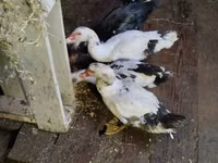 Ducks — 照片 3