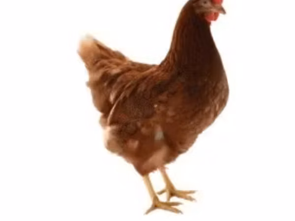 लोहमन ब्राउन