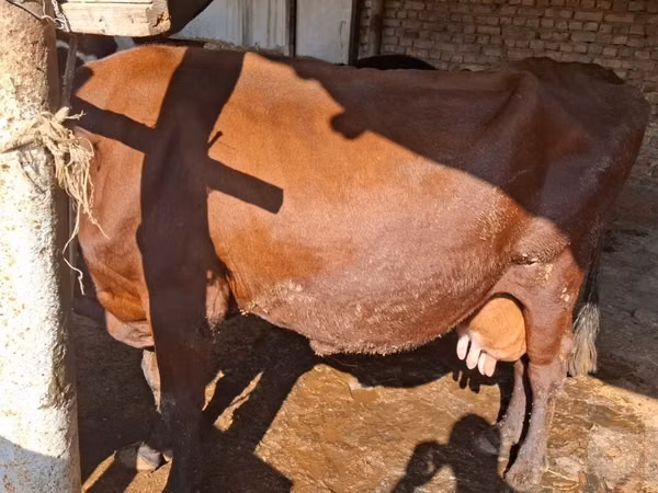 بقرة, Red Estonian cattle