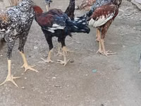 Chickens — photo 6