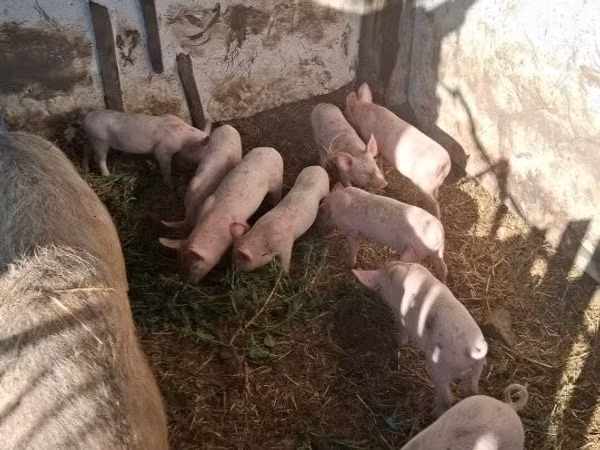 Nguruwe jike, Nguruwe