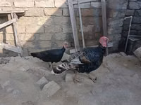 Broad Breasted Nyeupe — picha 1