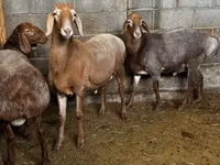 Oveja, Katum sheep — foto 1