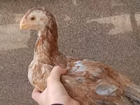 Chickens — फ़ोटो 2