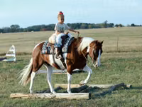 公马, Quarter Horse — 照片 4