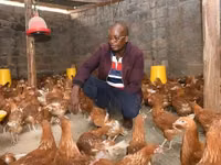 Newcastle Disease Vaccine for Chickens — фото 3