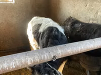 Ng'ombe jike, Russian Black pied cattle — picha 3