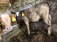 Bull, Simmental cattle — photo 2