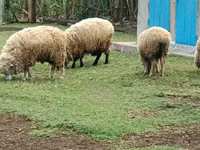 Schaf, Hampshire sheep — Foto 7