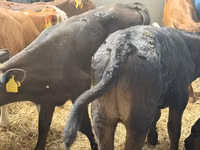 牛只（批次，未指定性别）, Simmental cattle — 照片 6