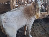 बकरा, Beetal goats — फ़ोटो 2