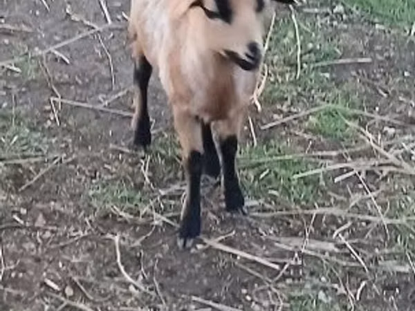 母羊, Cameroon sheep