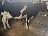 Kuh, Holstein-Rasse — Foto 2