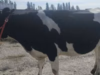 Ng'ombe jike, Russian Black pied cattle — picha 6