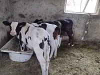 Vaca, Russian Black pied cattle — foto 1