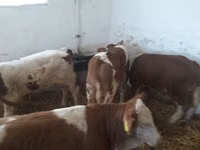 ثور, Simmental cattle — الصورة 1