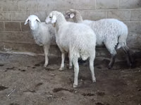 भेड़, Merino sheep — फ़ोटो 2