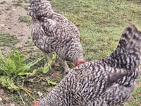 Chickens — Foto 5