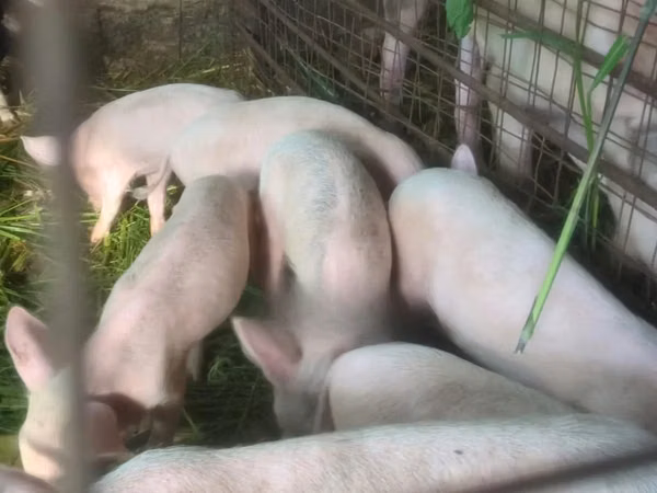 Schweine (Partie, Geschlecht nicht angegeben), Schweine