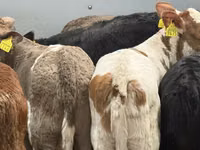 Rinder (Partie, Geschlecht nicht angegeben), Simmental cattle — Foto 4
