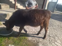 Cow, Swiss cattle — photo 3