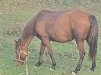 فرس, Azerbaijan horse — الصورة 4